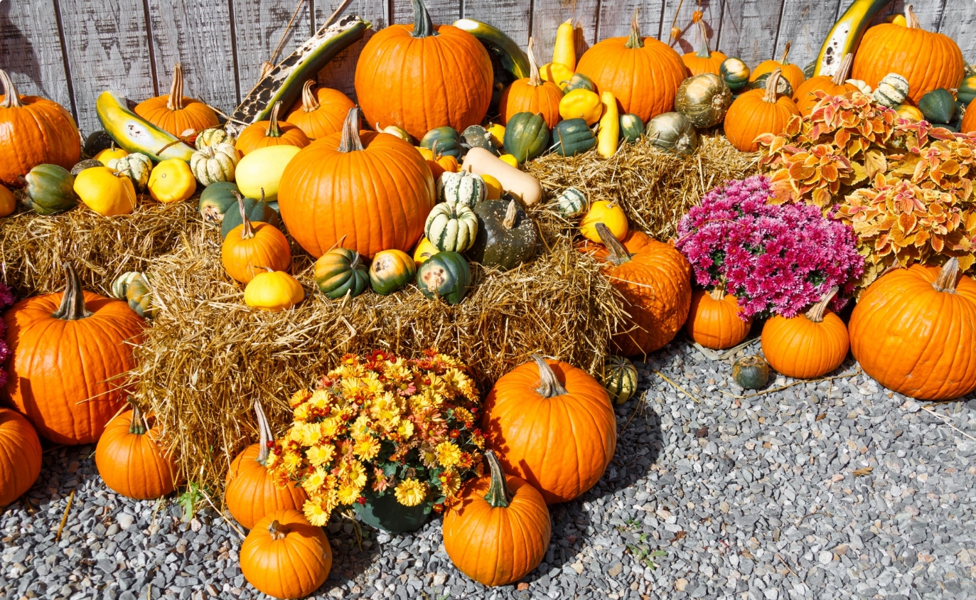 Fall Harvest Delights: Spotlight on Seasonal Produce