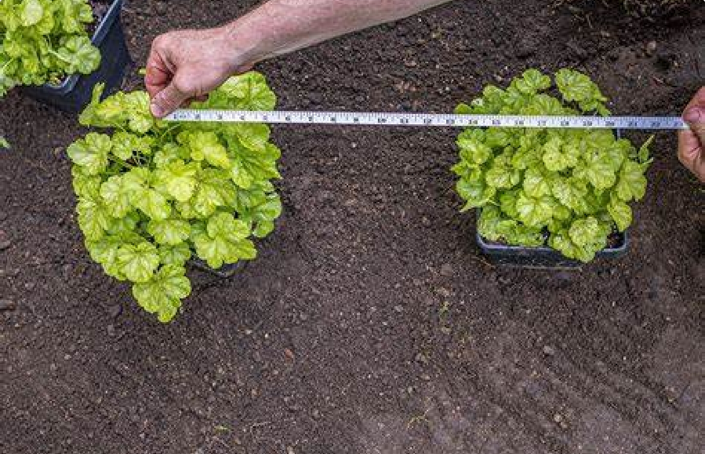 The Art of Plant Spacing