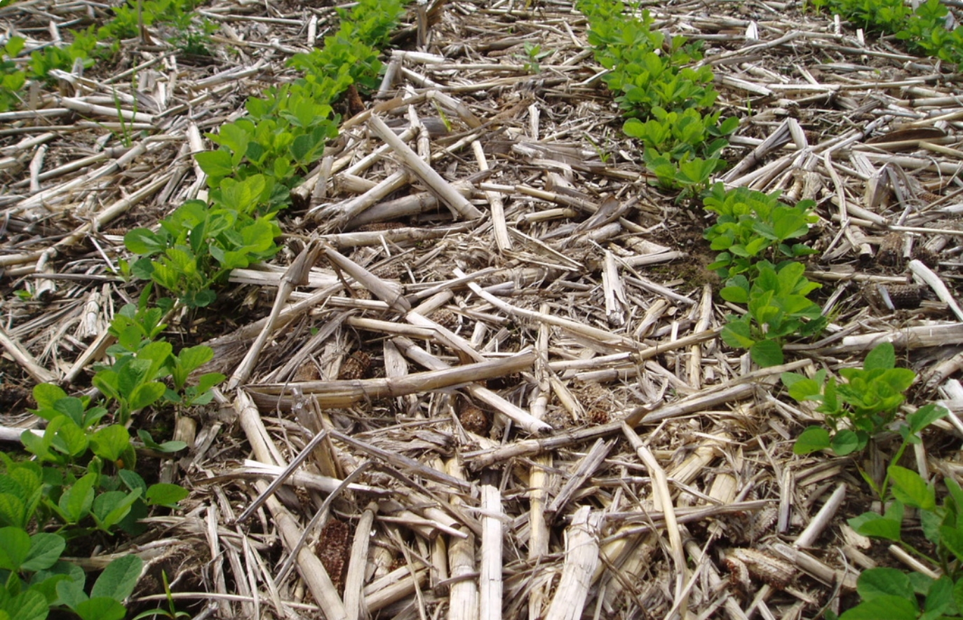 The Benefits of No-Till Farming for Soil Health